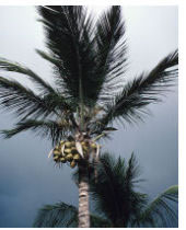 Coconut Palm