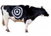 Cow with Bullseye