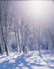 Sun Shining Through Snow Covered Trees